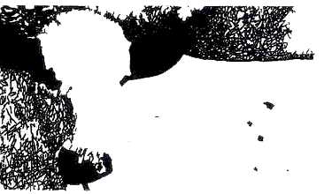 Cow Illusion